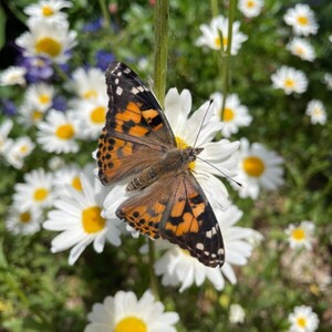 Schmetterlingsprojekt der 1. Klassen